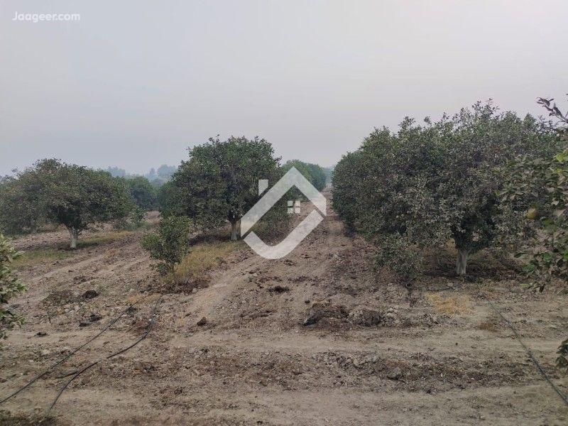 View  116 Kanal Agricultural Land Is Available For Sale In Chak 96 S.B in Chak 96 S.B, Sargodha