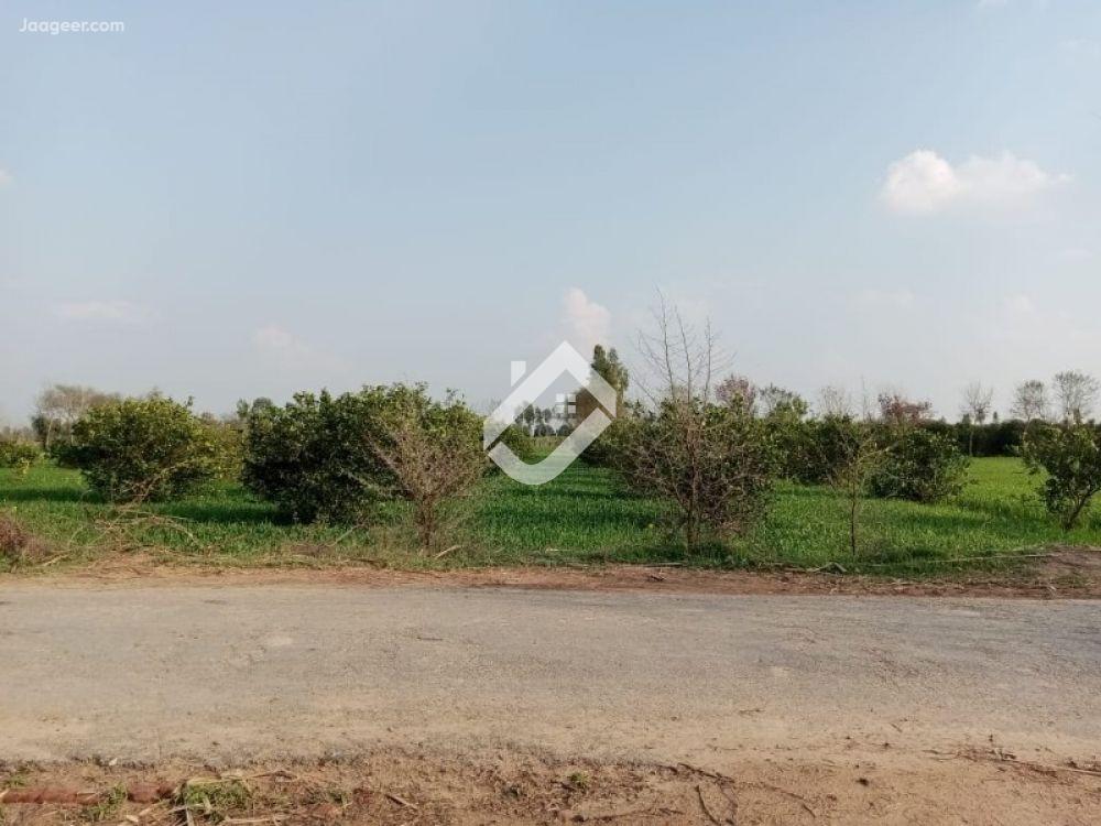 View  14 Acre Agriculture Land  Is Available For Sale In Chak No 96 SB in Chak 96 S.B, Sargodha