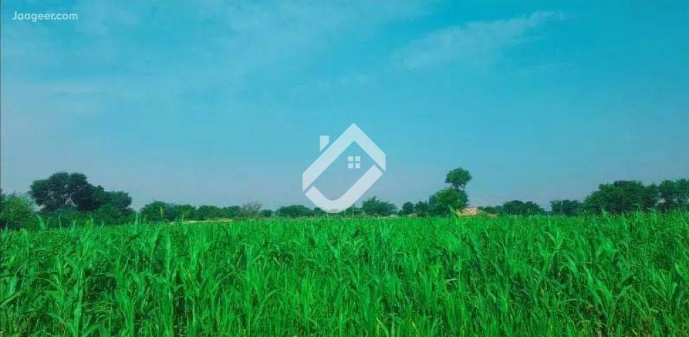 View  12 Acre Agriculture Land Is Available For Sale At Sher Ghar Near Renala Khurd in Ferozpur Road, Renala Khurd