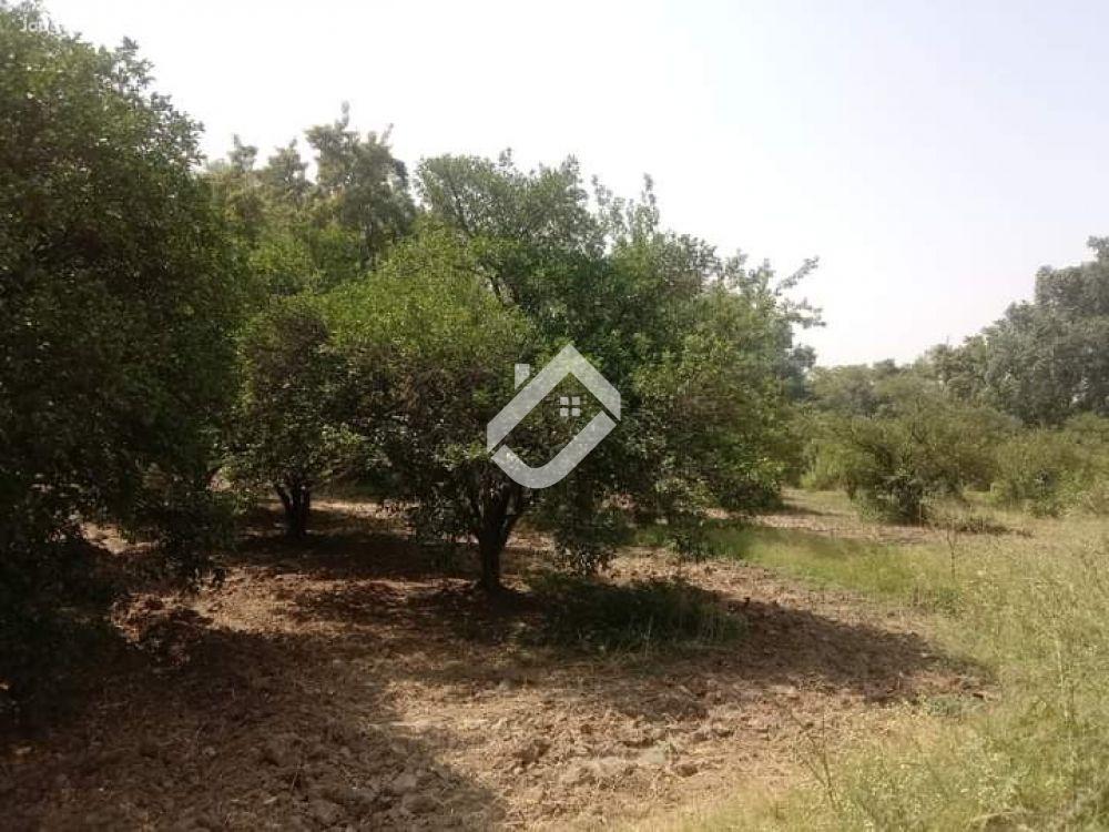 View  2 Acre Agriculture Land Is For Sale At Bhalwal Road in Bhalwal Road, Sargodha