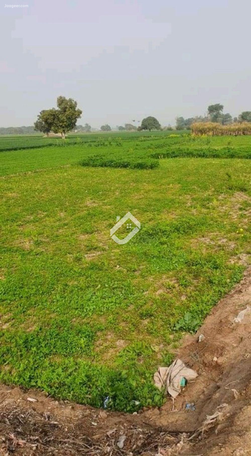 View  32 kanal Agricultural Land  Is Available For Sale In Niyamo wana  in Niyamo wana, Faisalabad